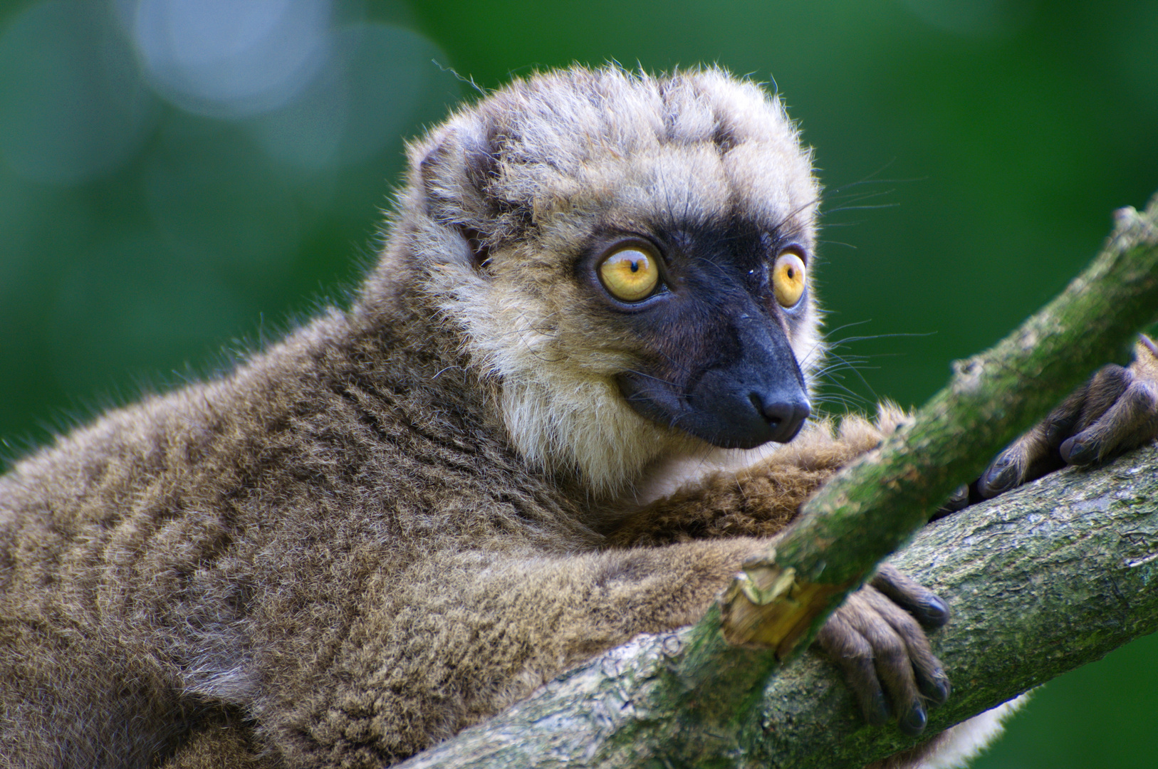 Lemur