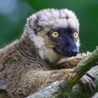 Lemur