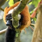 Lemur