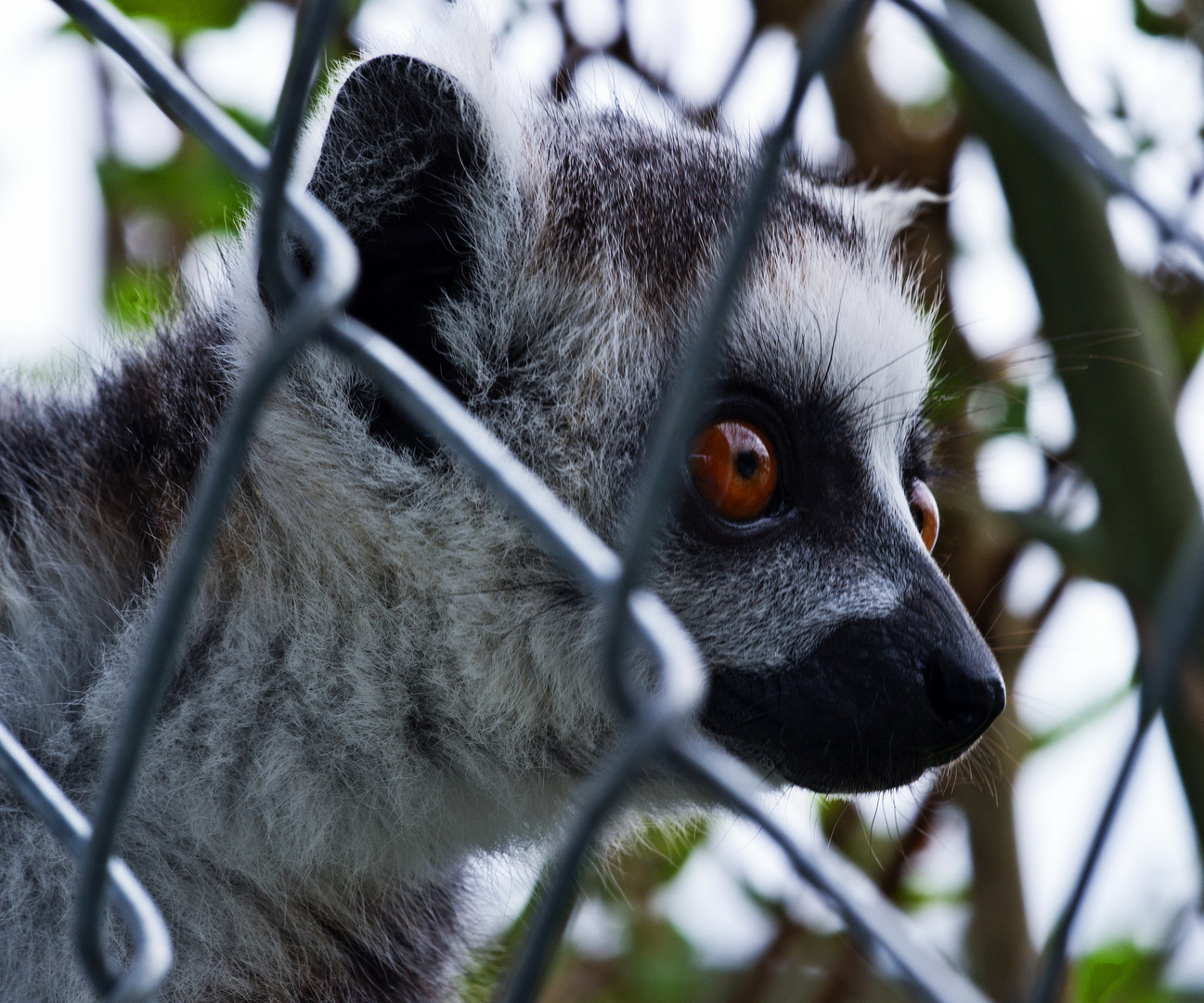 Lemur