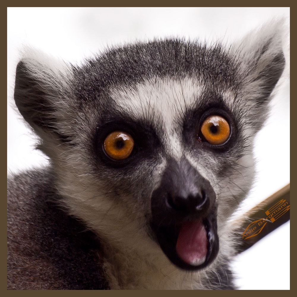 Lemur