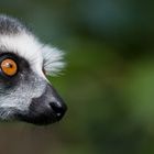 Lemur