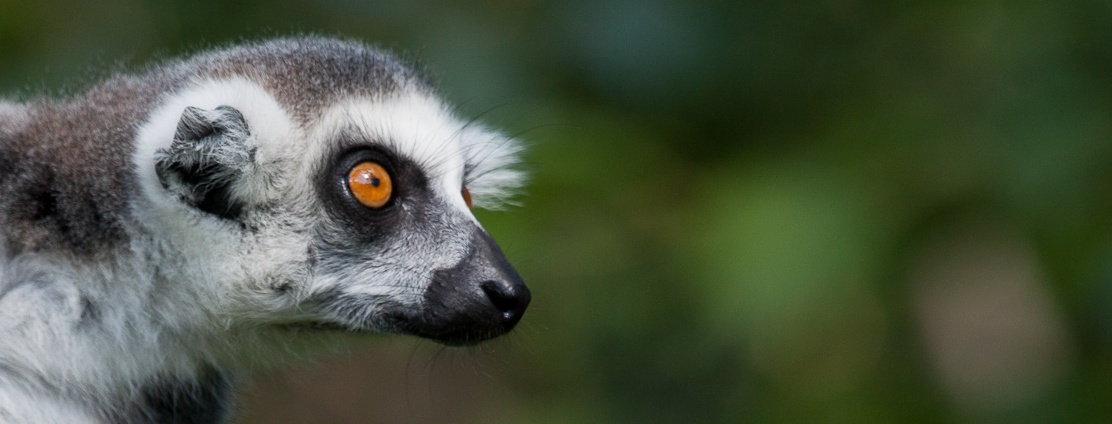 Lemur