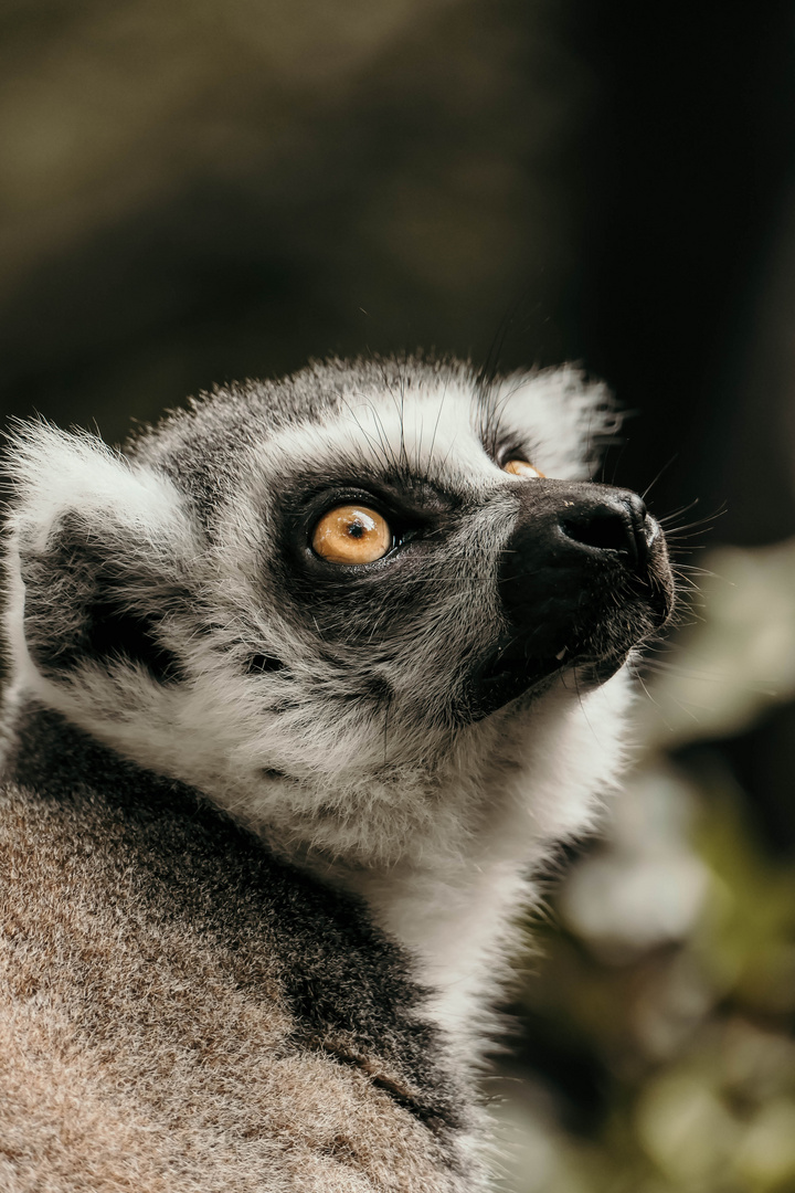 Lemur