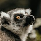 Lemur