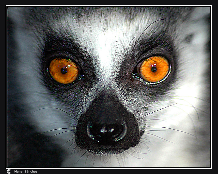 lemur