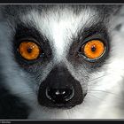 lemur