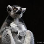 Lemur