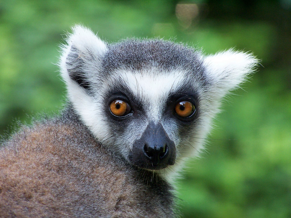 Lemur