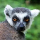 Lemur