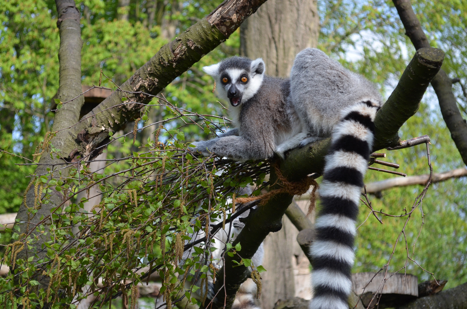 Lemur