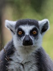 Lemur