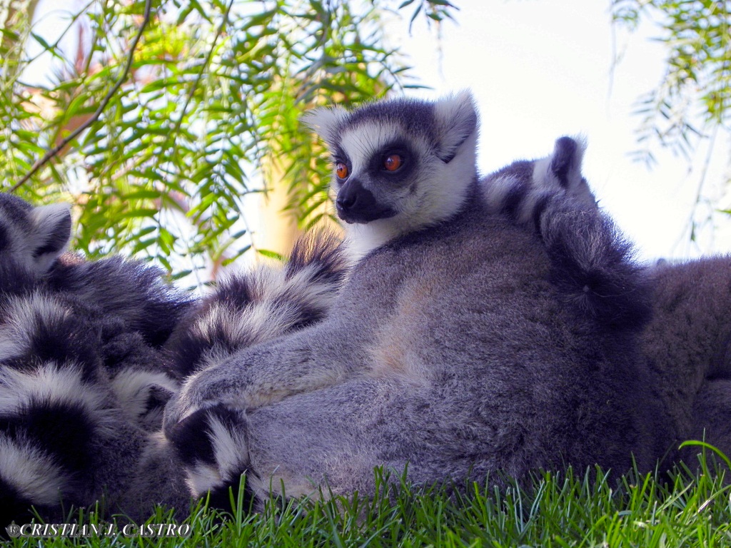 LEMUR AT VALENCIA ZOO