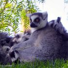 LEMUR AT VALENCIA ZOO