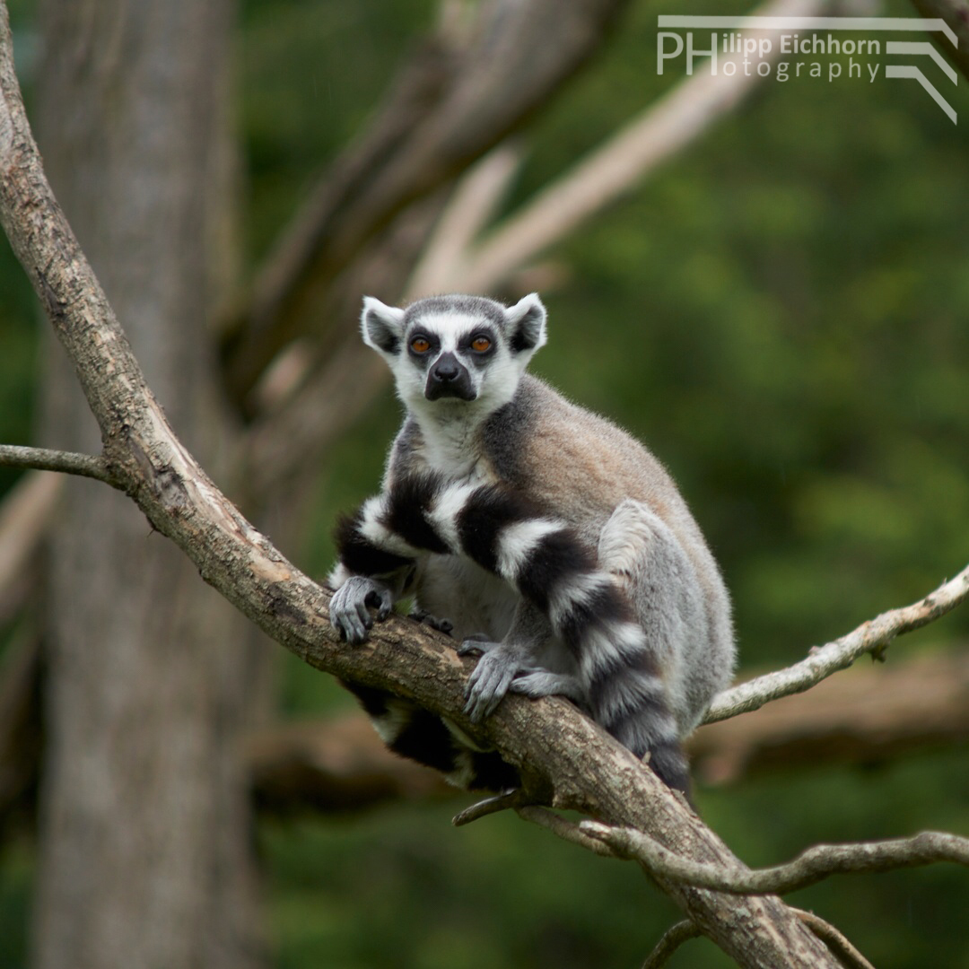 Lemur auf Ast