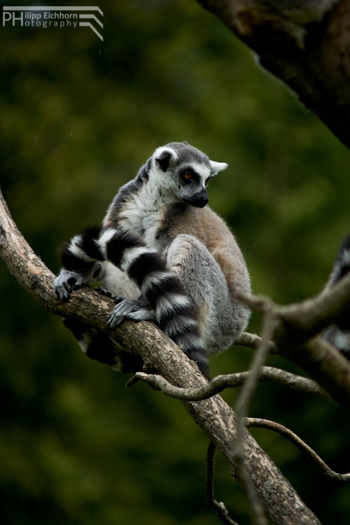 Lemur auf Ast