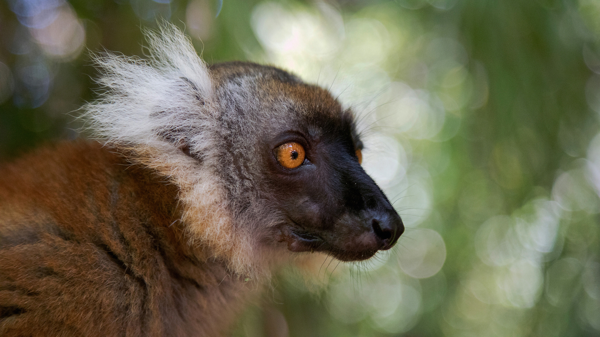 Lemur auf Madagaskar