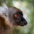 Lemur auf Madagaskar