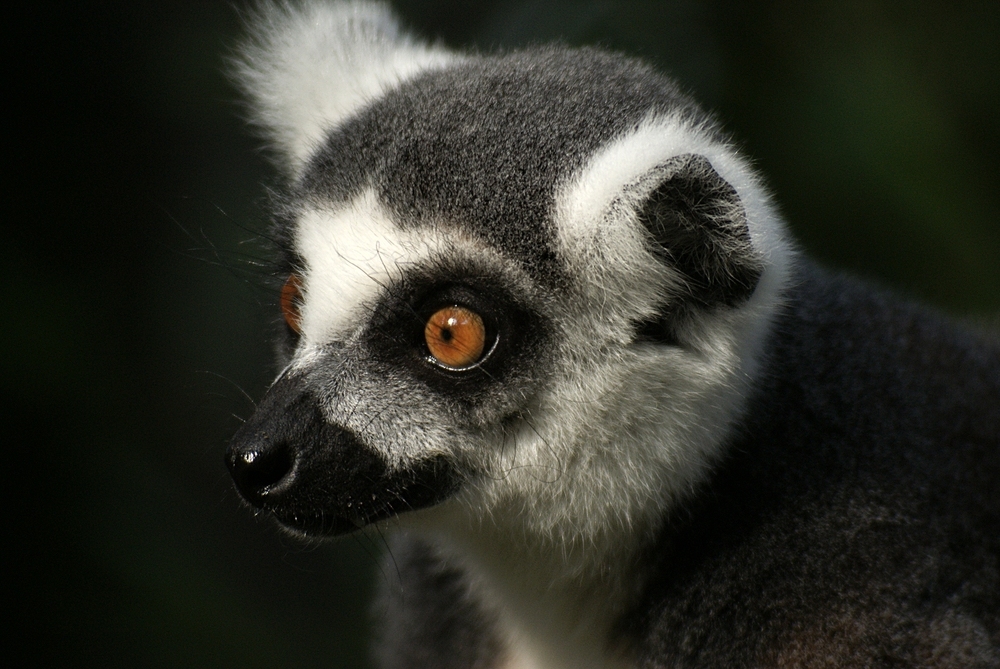 Lemur