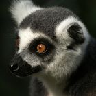 Lemur