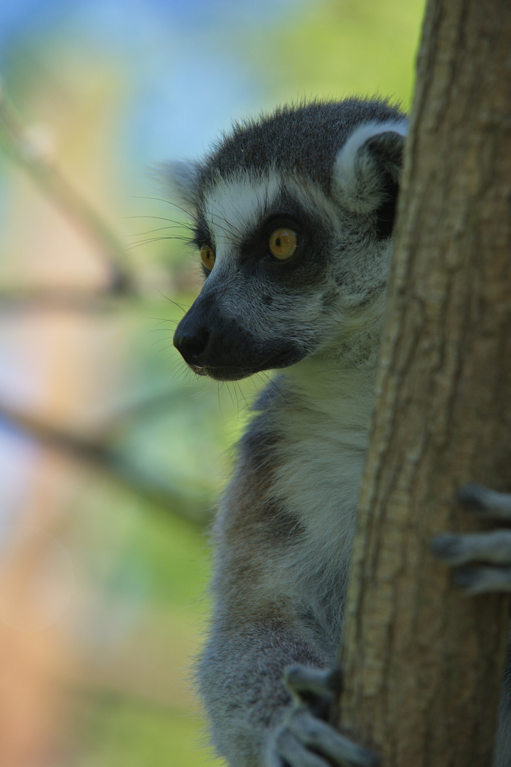 Lemur