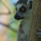 Lemur