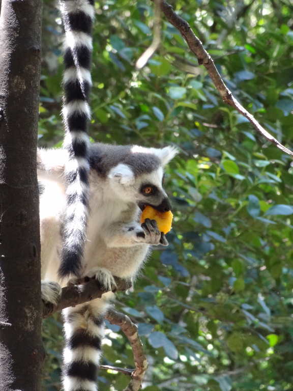 Lemur bei der "Arbeit"