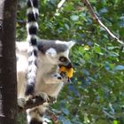 Lemur bei der "Arbeit"