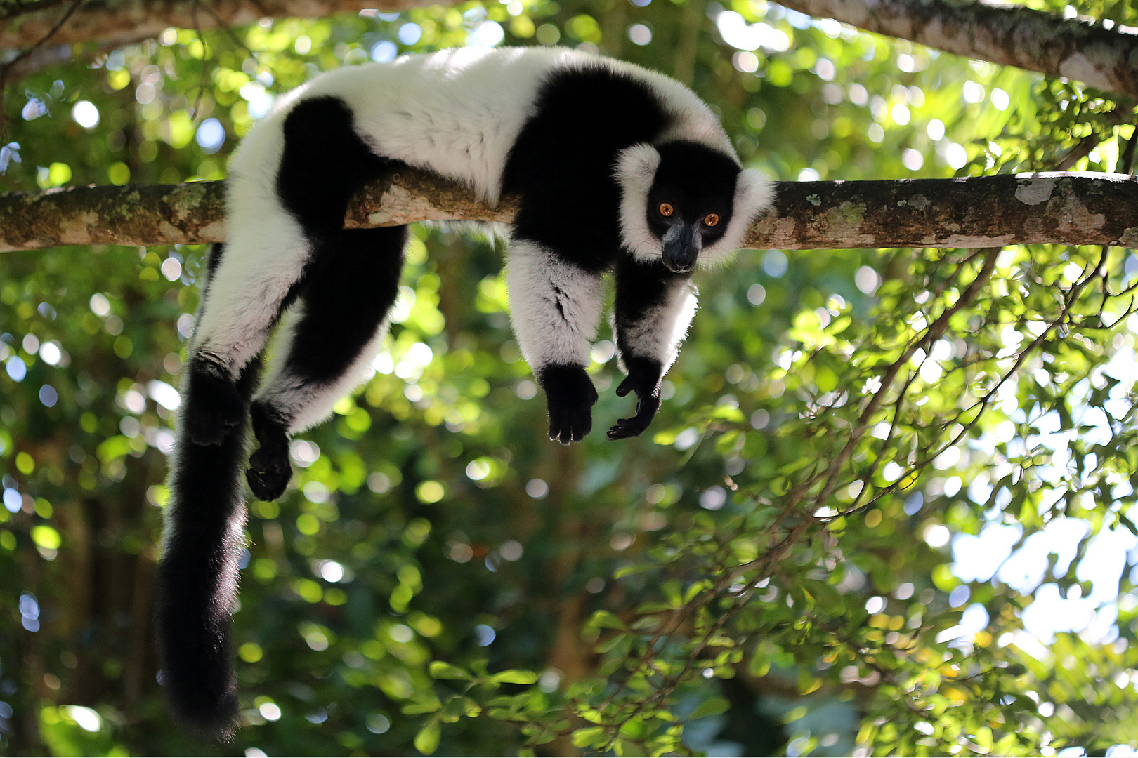 Lemur beim "Abhängen"