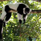 Lemur beim "Abhängen"