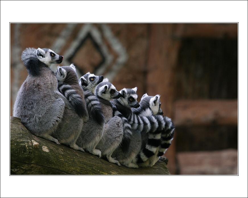 Lemur Bus