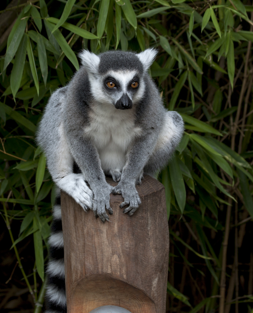 Lemur