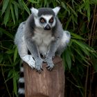 Lemur