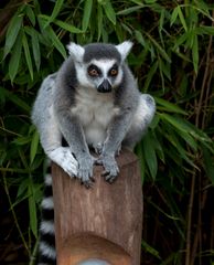 Lemur