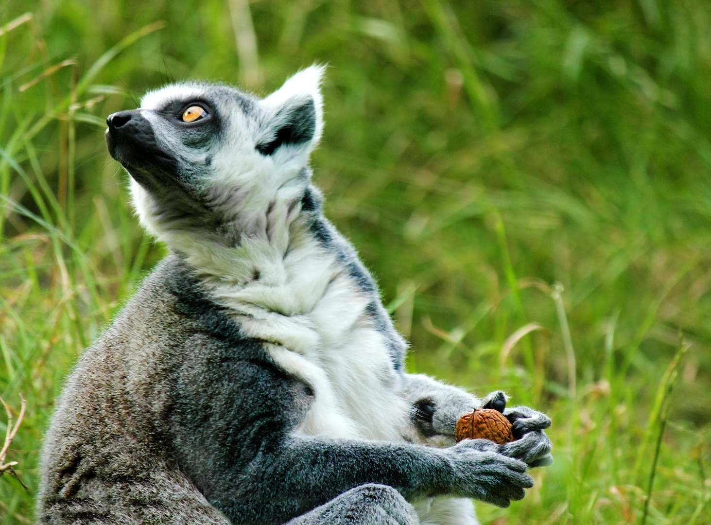 Lemur