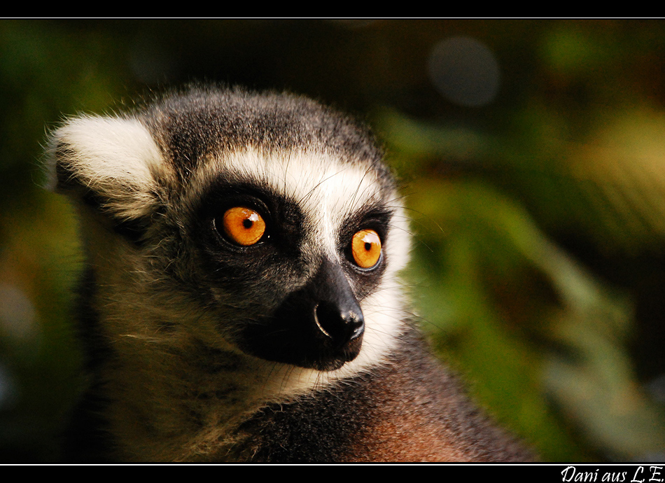 Lemur catta