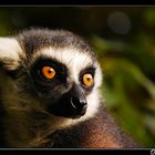 Lemur catta