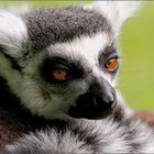 Lemur catta