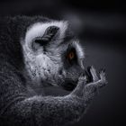 "Lemur catta"