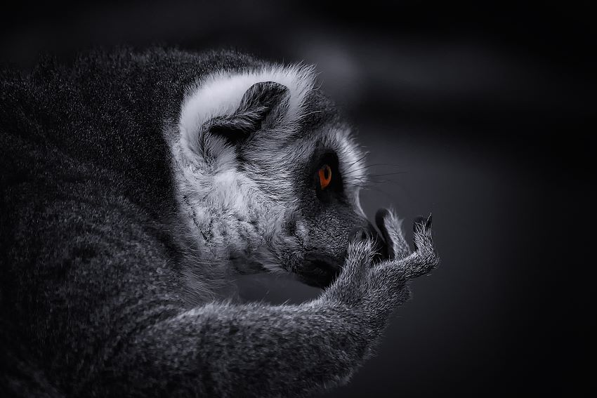 "Lemur catta"