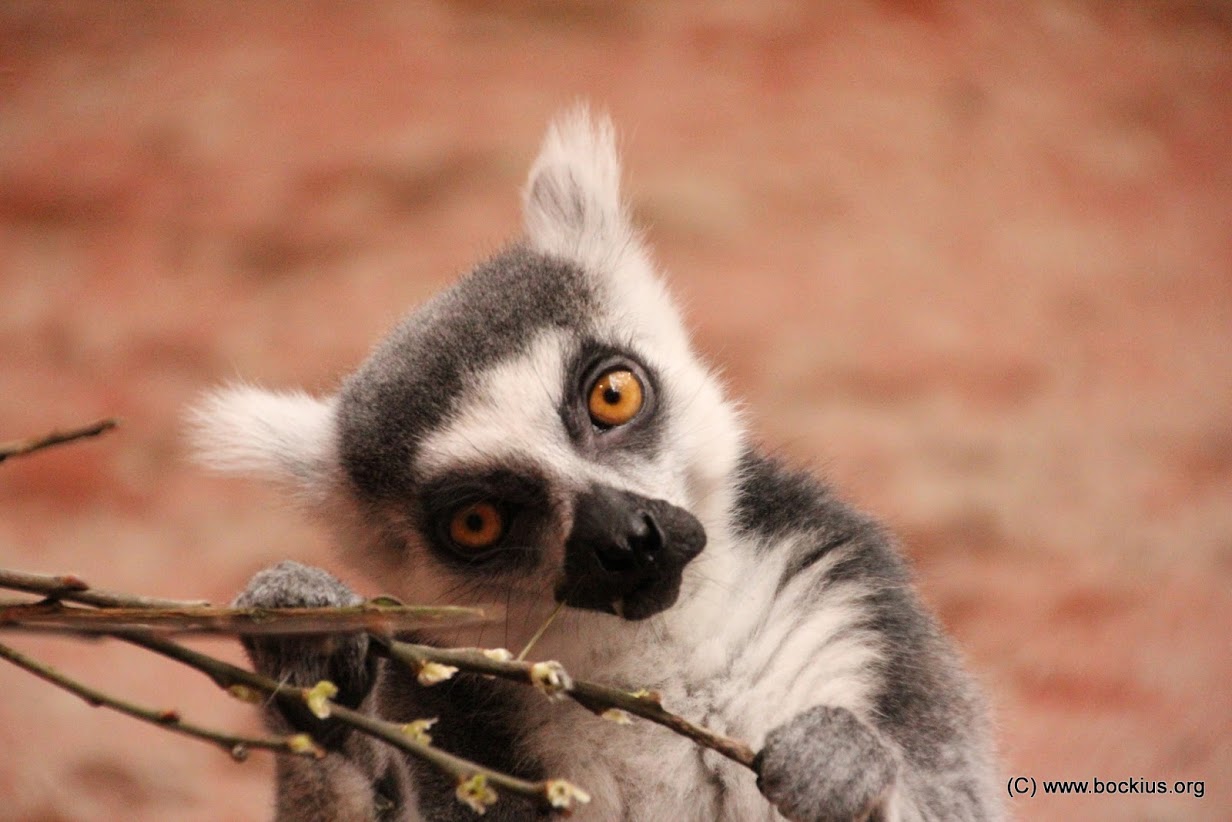 Lemur catta