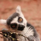 Lemur catta