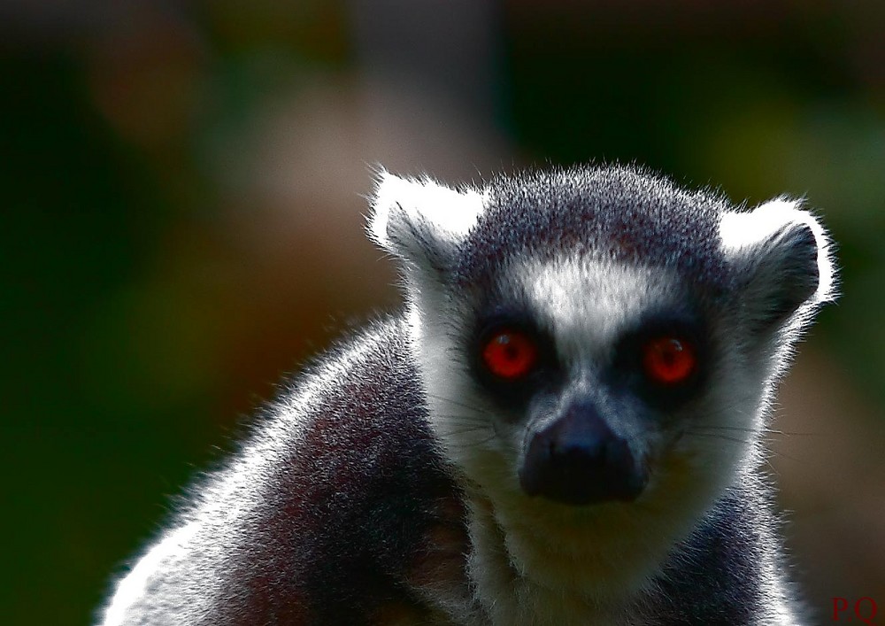 Lemur catta