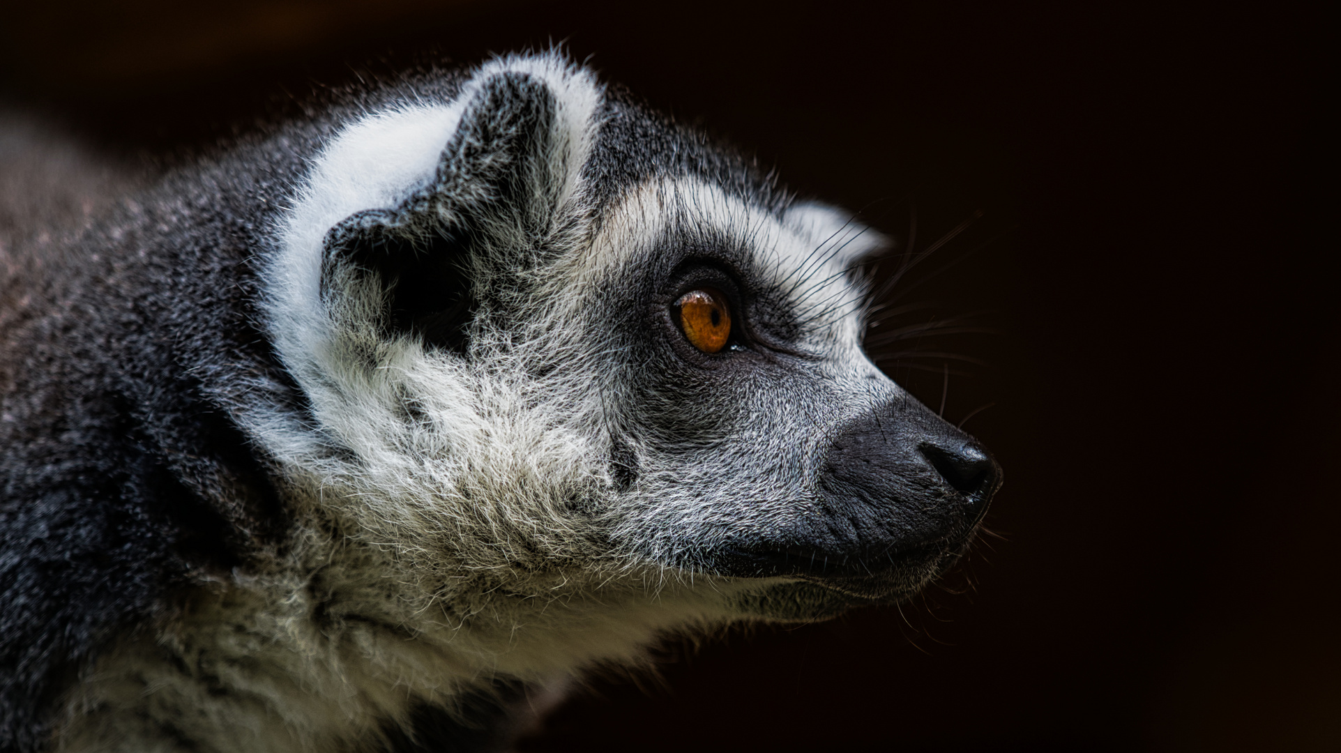 Lemur catta