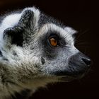 Lemur catta