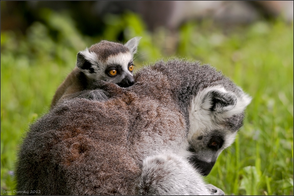 Lemur catta