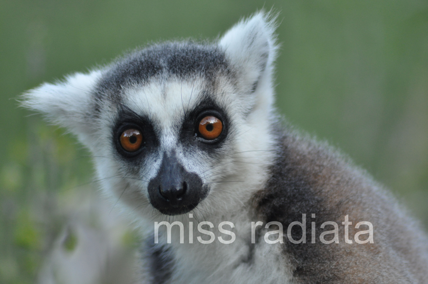 Lemur catta