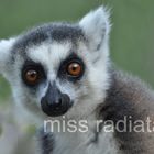 Lemur catta