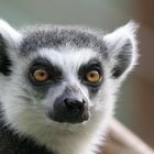 Lemur catta