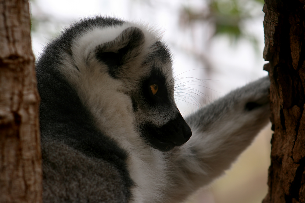 lemur catta